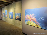 Monique Harbers exhibition Central Bank